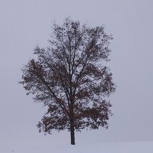 Meet your Posher, Poppy